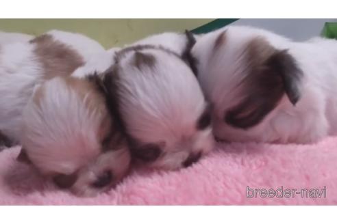 成約済の栃木県のミックス犬-204313の2枚目